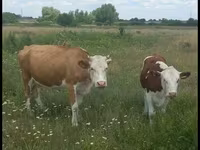 Sapi, Ayrshire — foto 3