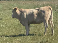 Kuh, Charolais cattle — Foto 3