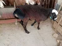 Vædder, Blackheaded Persian sheep — foto 5