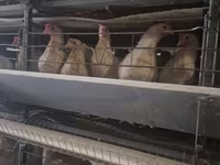 Chickens — Foto 1
