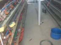Chickens — புகைப்படம் 1