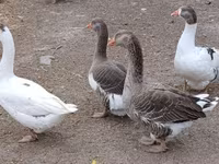Geese — عکس 1