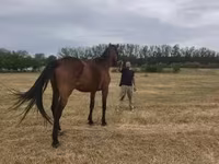 Kuda betina, Horses — foto 6