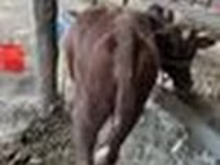 گاو ماده, گاو — عکس 6