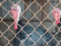 Turkeys — 사진 8