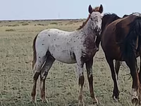 Kůň, Kazakh horse — foto 3