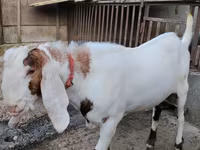 Bok, Nubian Goat — foto 3