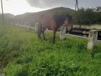公马, Horses — 照片 2