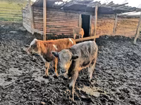 Αγελάδα, Simmental cattle — φωτογραφία 3