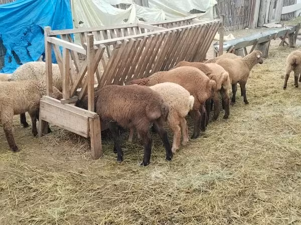 Sheep (batch, sex not specified), Sheep