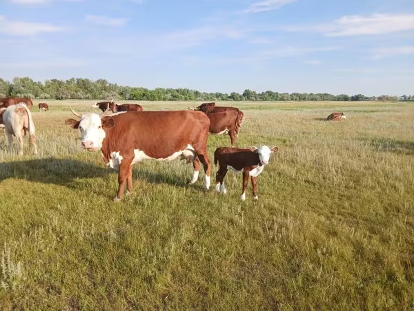 Vaca, Latvian Blue cattle