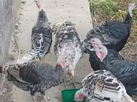 Turkeys — 照片 1