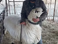 Kambing jantan, Sheep — foto 1
