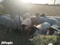 میش, White Suffolk sheep — عکس 6