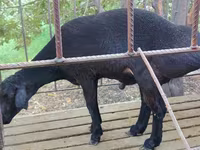 ஆண் ஆடு, ஆடுகள் — புகைப்படம் 4
