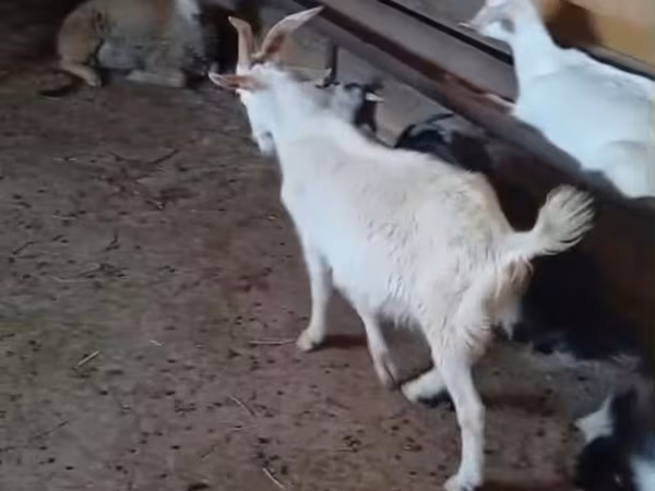 Billy Goat, Goats — Azerbaijan