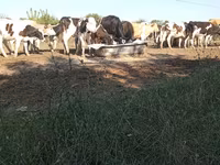 گاو نر, Russian Black pied cattle — عکس 3