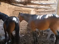 Cavalla, Cavalli — foto 5