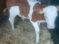 Dibi, Simmental cattle — sawirka 1