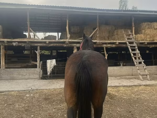 Kısrak, Percheron
