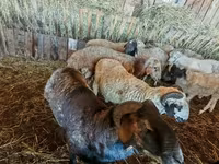 گوسفند (گروه، جنسیت مشخص نشده), Hissar sheep — عکس 2
