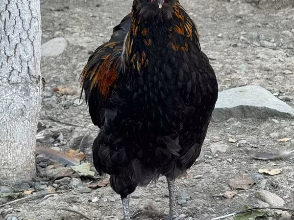 Амерокана