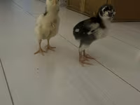 Chickens — รูปภาพ 3