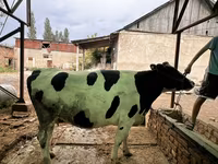 Mucca, Razza Holstein — foto 3
