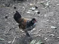Chickens — 사진 7