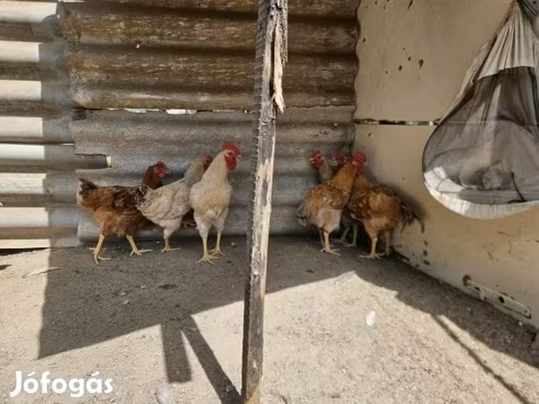 Chickens
