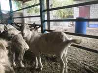 Buk, Saanen goat — foto 6