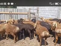 Beran, Kazakh fat-tailed coarsewool sheep — foto 3