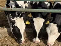 Vache, Russian Black pied cattle — photo 2
