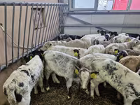 Үхэр (бүлэг, хүйс заагаагүй), Simmental cattle — 2 зураг