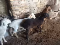 قوچ, Rhon sheep — عکس 5