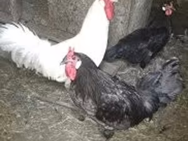 Danish hen