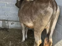 Ko, Swiss cattle — foto 4