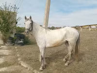 Iapă, Orlov Trotter — foto 1