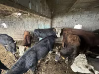 Toro, Ganado vacuno — foto 7