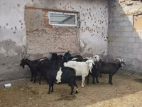 Koza, Alpine goat — zdjęcie 3