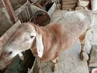 Vædder, Arashan sheep — foto 3