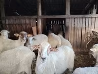 میش, Ile-de-France sheep — عکس 5