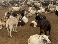 Sheep, Sheep — photo 2