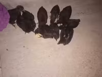 Australorp — 2. fotó