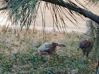 Chickens — foto 2