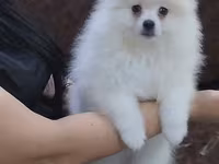 Məhsul: Pomeranian Spitz balası - Rəng: qar kimi ağ - Xəz: sıx — รูปภาพ 2