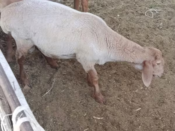 ভেড়ার পাঁঠা, ভেড়া — উজবেকিস্তান