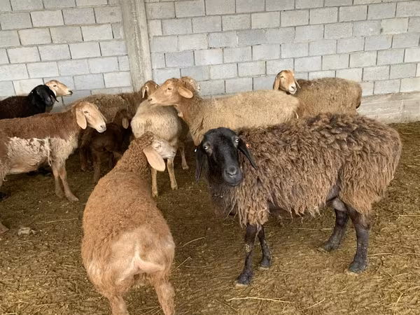میش, گوسفند