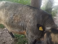 Bou, Belgian Blue — foto 5