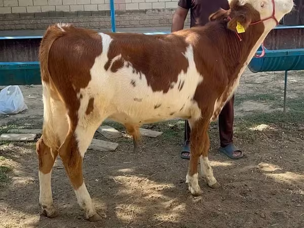 گاو نر, Simmental cattle